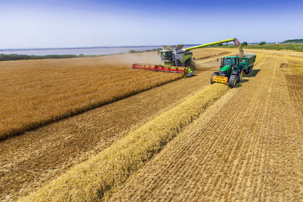 Harvesting winter barley