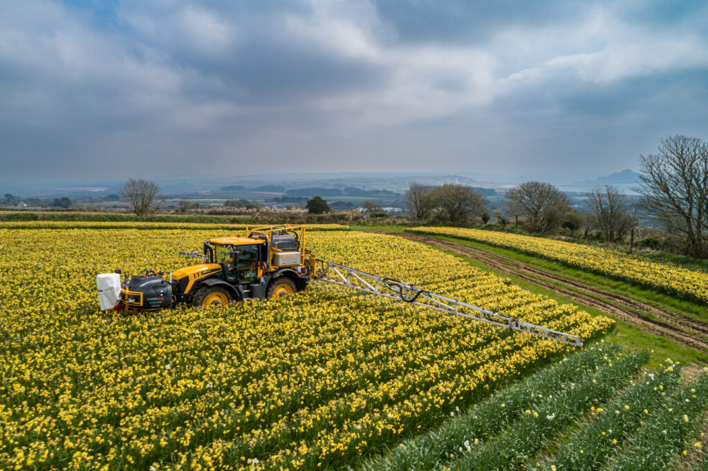 A field of daffodils