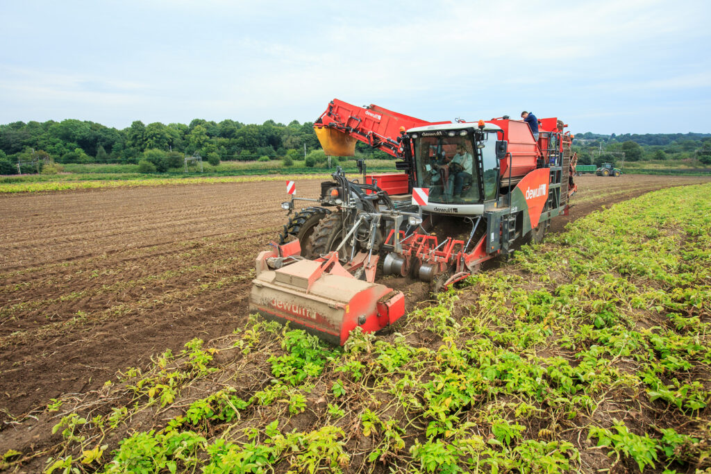 harvesting potatoes