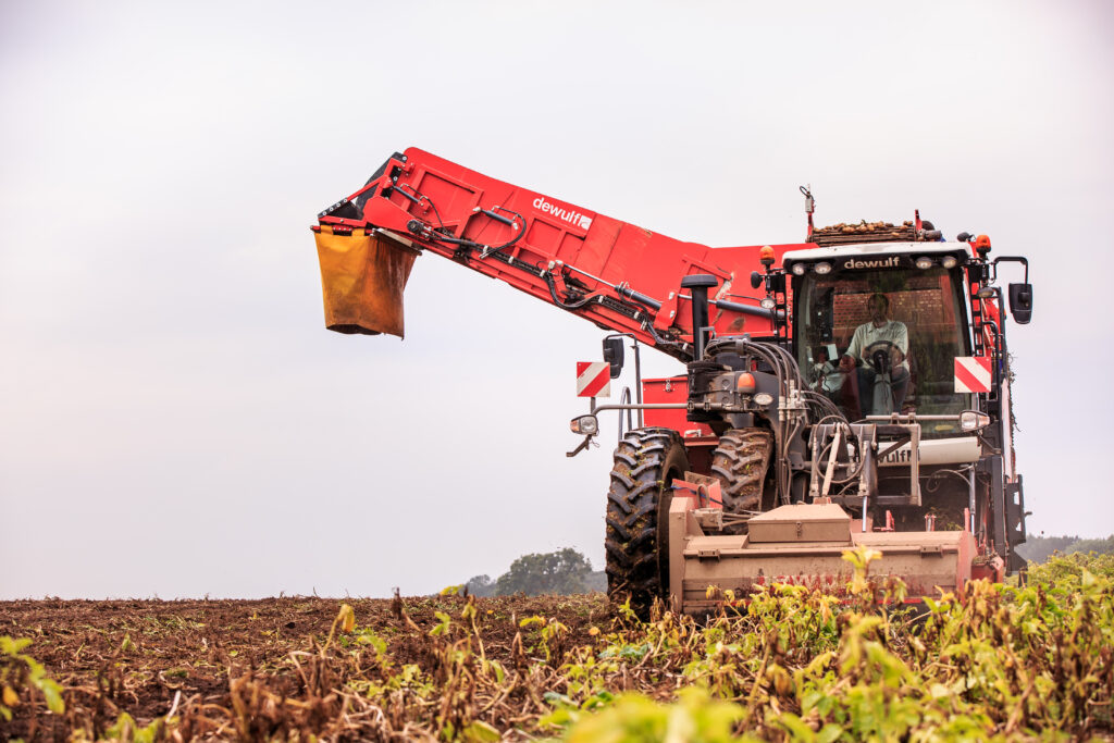 harvesting potatoes