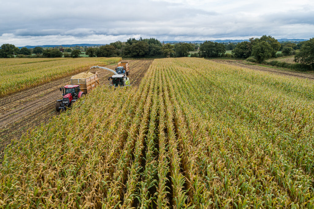 winter feed harvesting, maize silage, corn silage