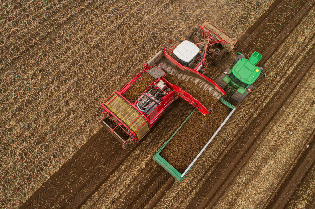 Potato harvesting