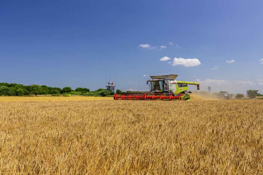 harvesting winter barley