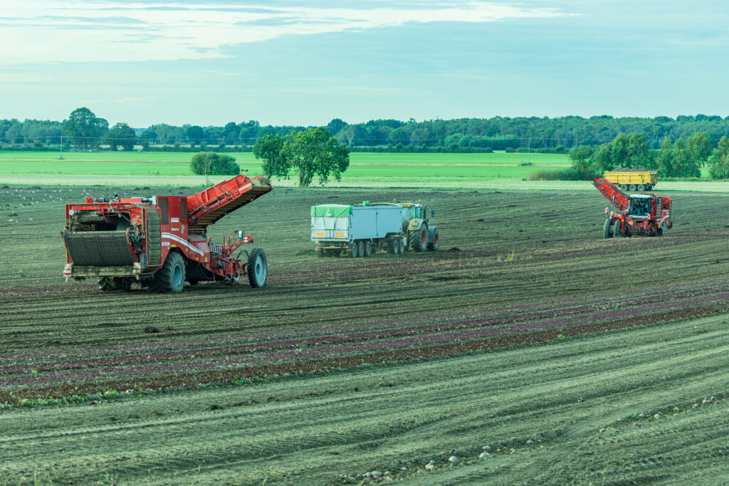 beetroot harvesting