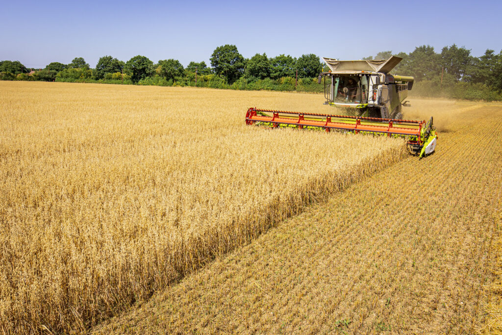 harvesting organic oats