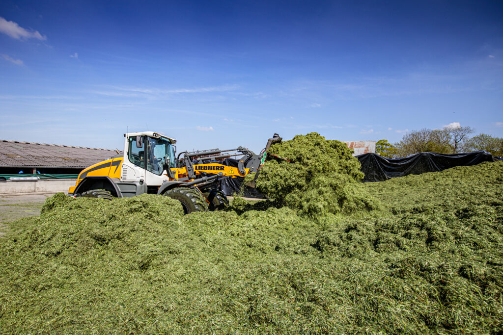 Liebherr loader working in a silage clamp