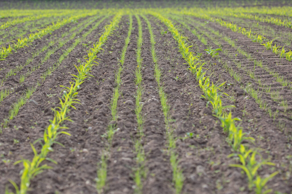 maize and cover crop